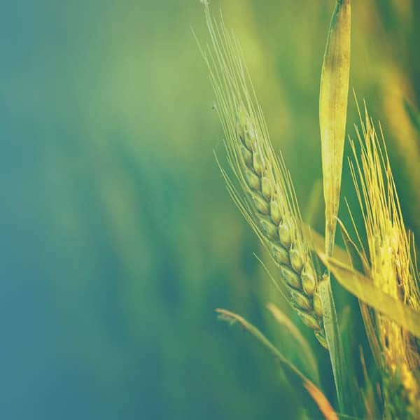 Wheat for agriculture law