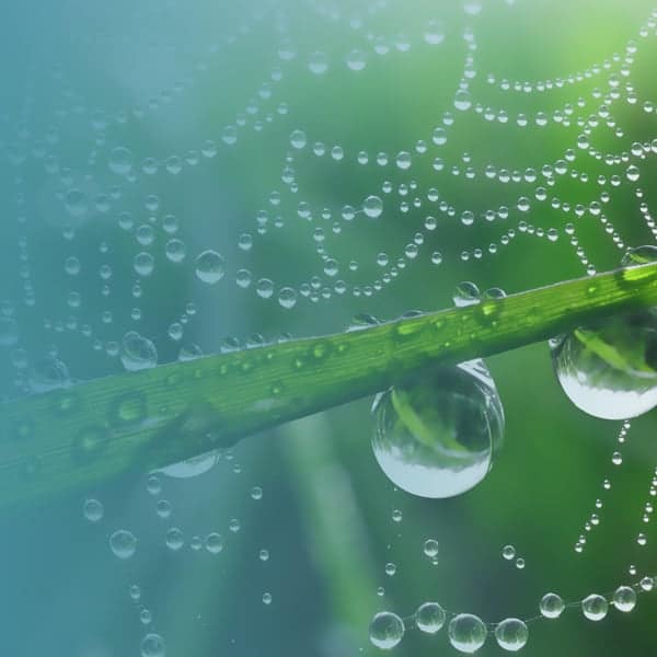 Water droplet and web for commercial law
