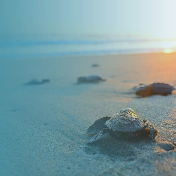 Turtles on a beach for family law